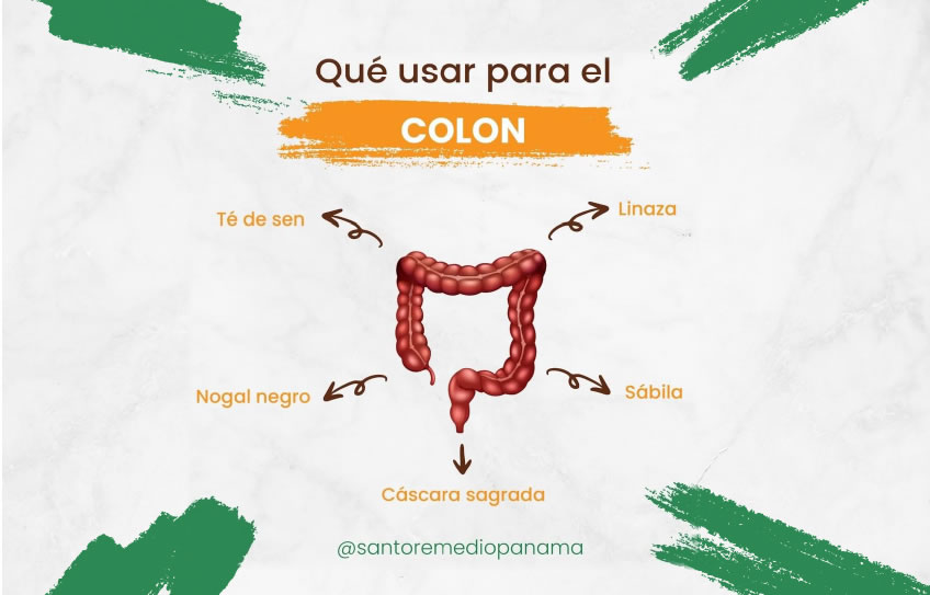 Qué hierbas usar para la salud del COLON