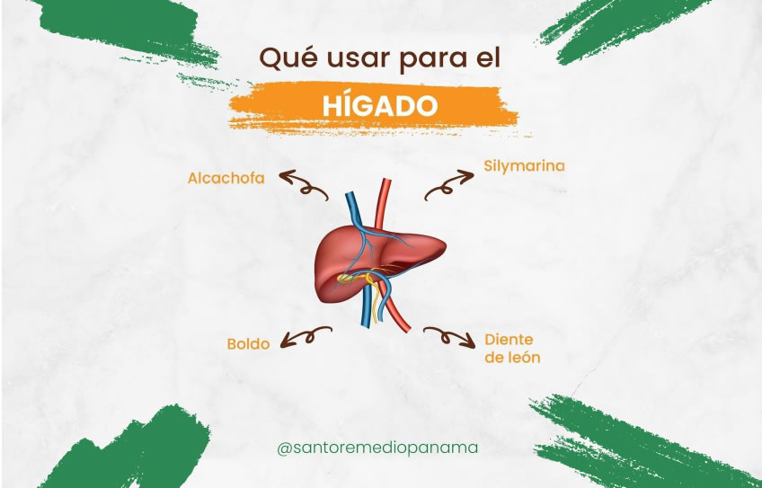 Qué hierbas usar para la salud del HÍGADO