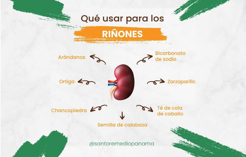 Qué hierbas usar para la salud de los RIÑONES