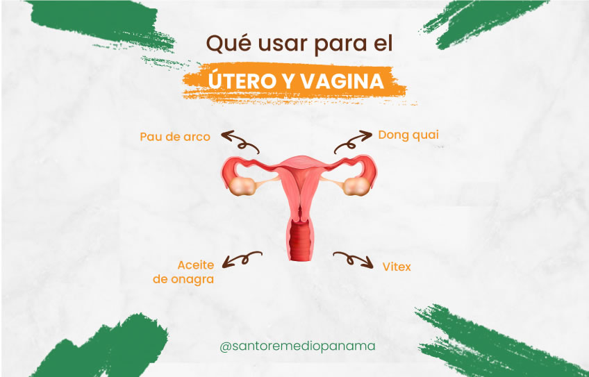 Qué hierbas usar para la salud del útero y vagina