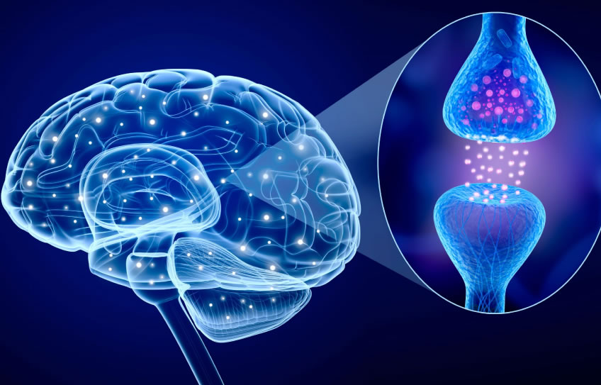Conoce los 3 Neurotransmisores del Cerebro: Dopamina, Oxitocina y Serotonina